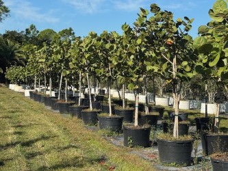 coccoloba-uvifera-sea-grape-seagrape