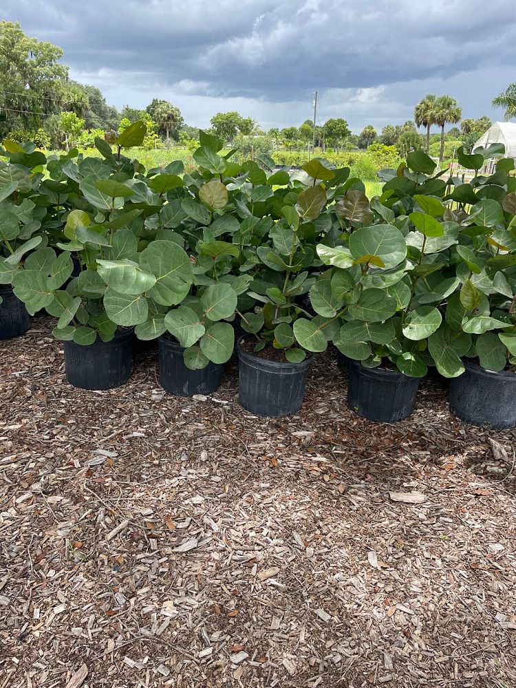 coccoloba-uvifera-sea-grape-seagrape