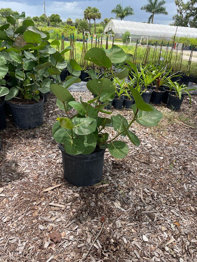 coccoloba-uvifera-sea-grape-seagrape