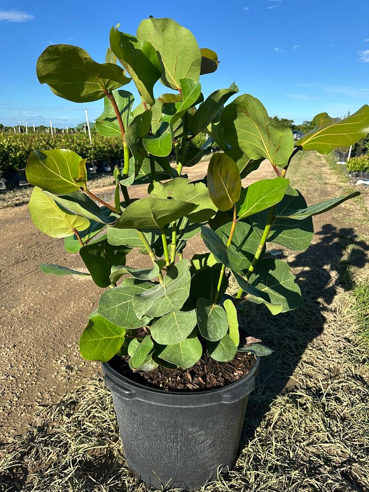 coccoloba-uvifera-sea-grape-seagrape