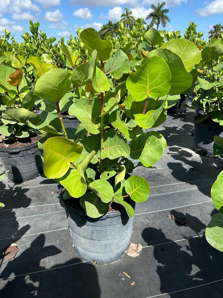 coccoloba-uvifera-sea-grape-seagrape