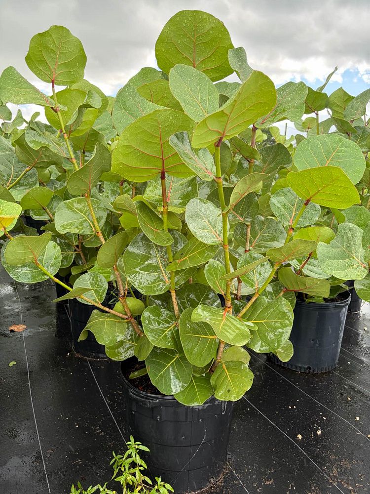 coccoloba-uvifera-sea-grape-seagrape