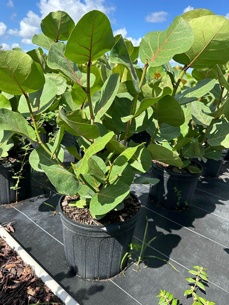 coccoloba-uvifera-sea-grape-seagrape