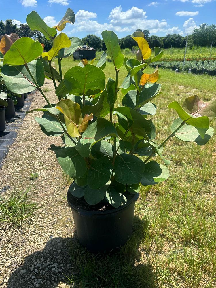 coccoloba-uvifera-sea-grape-seagrape