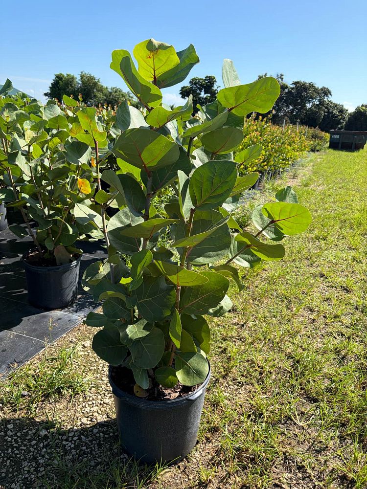 coccoloba-uvifera-sea-grape-seagrape