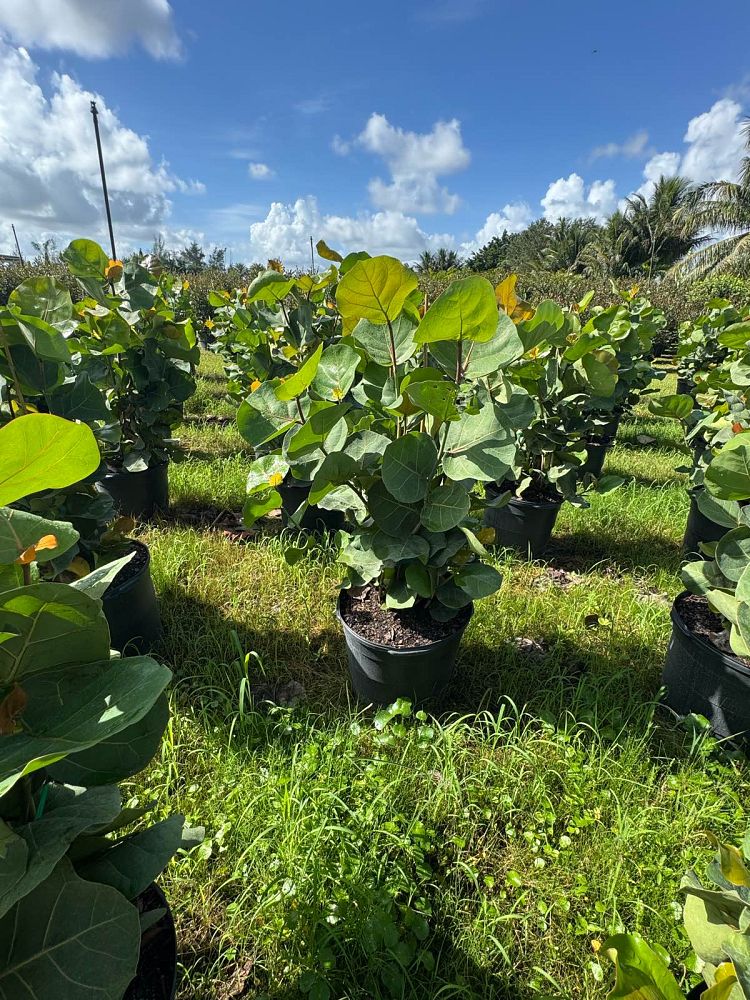coccoloba-uvifera-sea-grape-seagrape