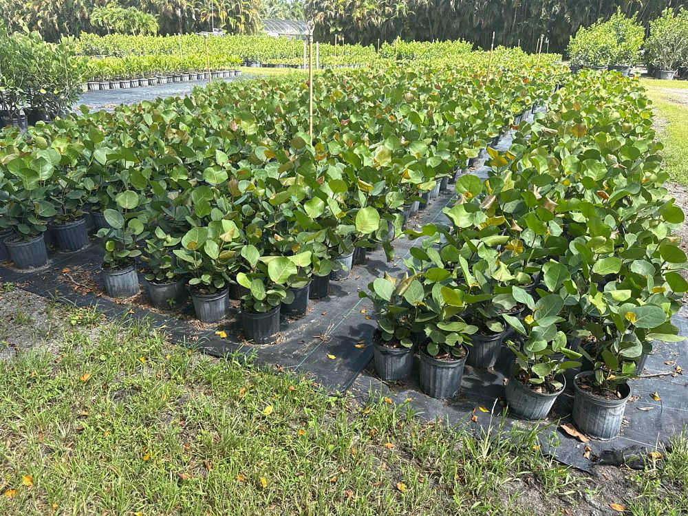 coccoloba-uvifera-sea-grape-seagrape