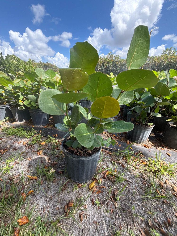 coccoloba-uvifera-sea-grape-seagrape