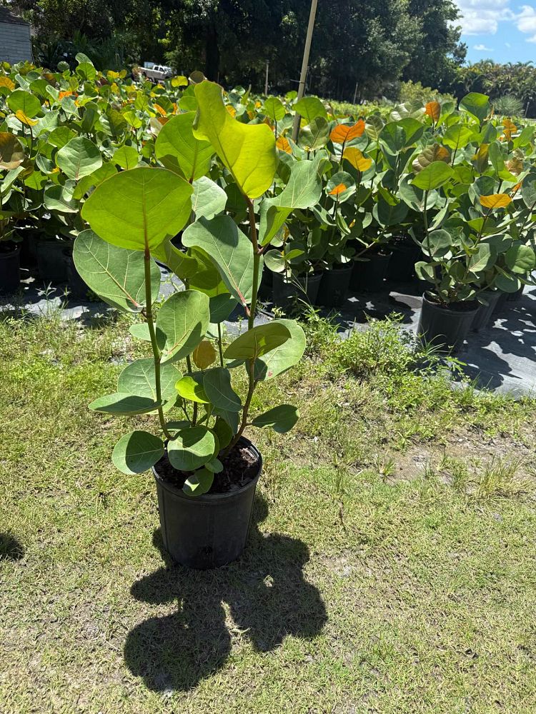 coccoloba-uvifera-sea-grape-seagrape