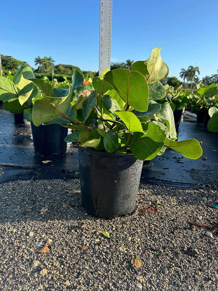 coccoloba-uvifera-sea-grape-seagrape
