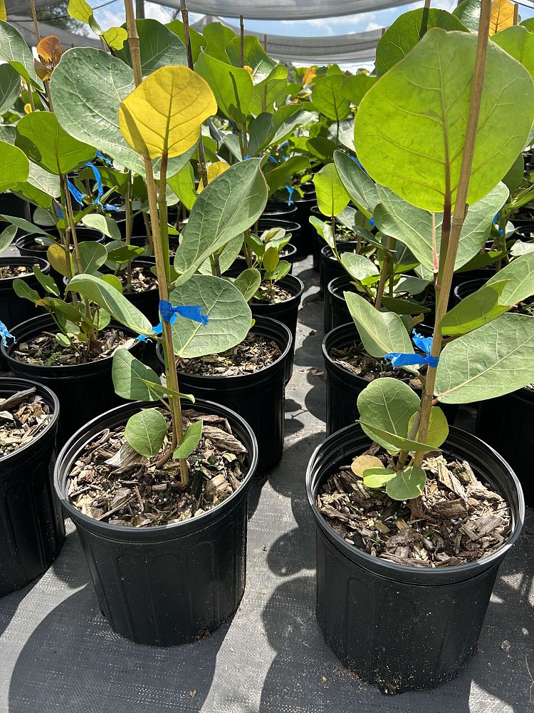 coccoloba-uvifera-sea-grape-seagrape