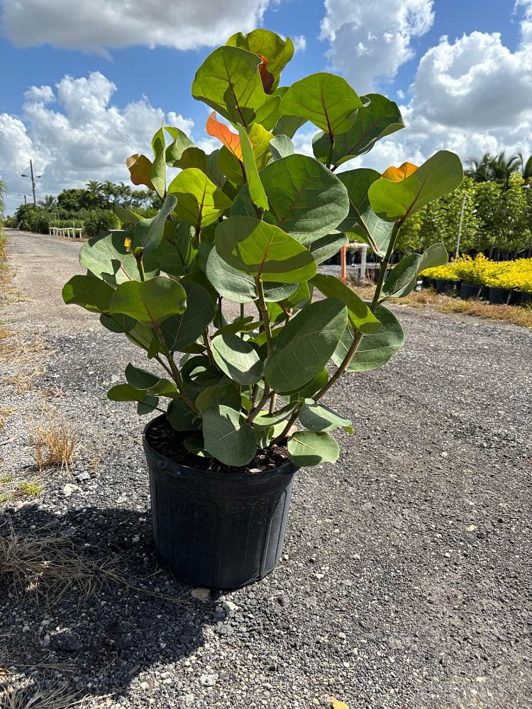 coccoloba-uvifera-sea-grape-seagrape