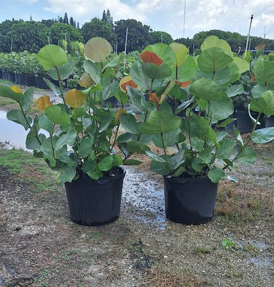 coccoloba-uvifera-sea-grape-seagrape