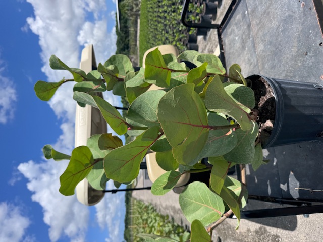 coccoloba-uvifera-sea-grape-seagrape