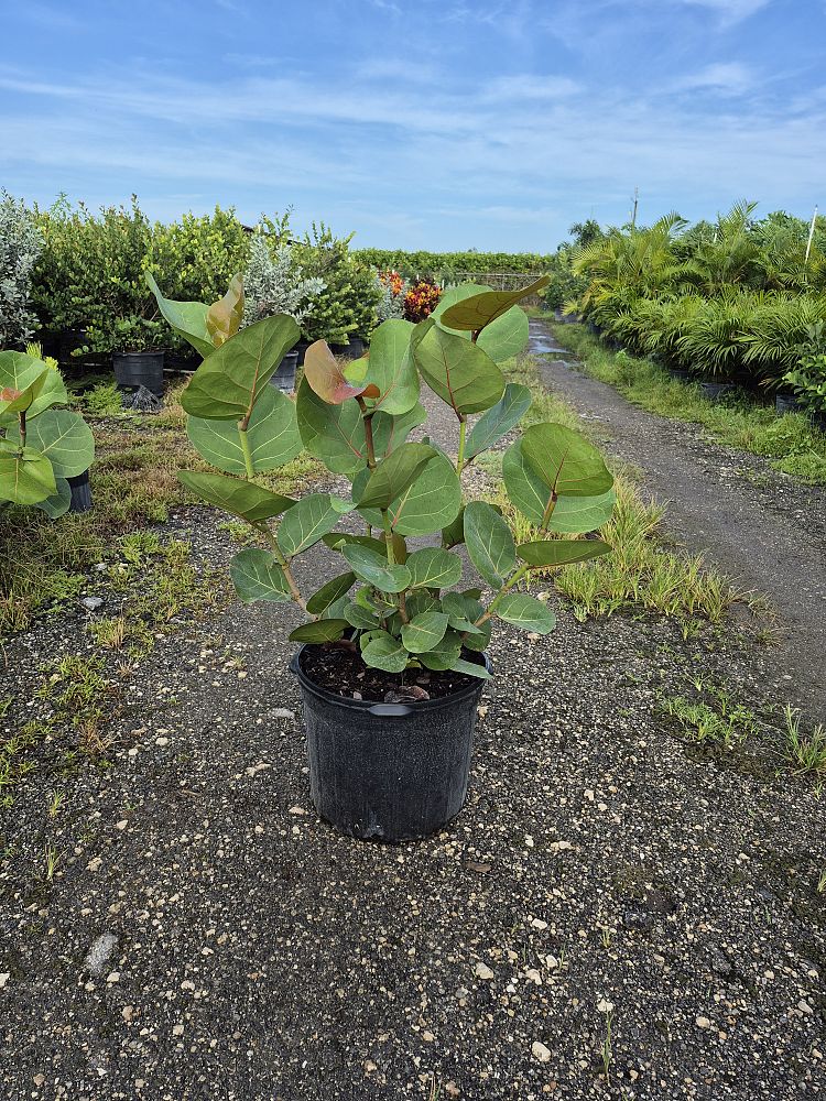 coccoloba-uvifera-sea-grape-seagrape