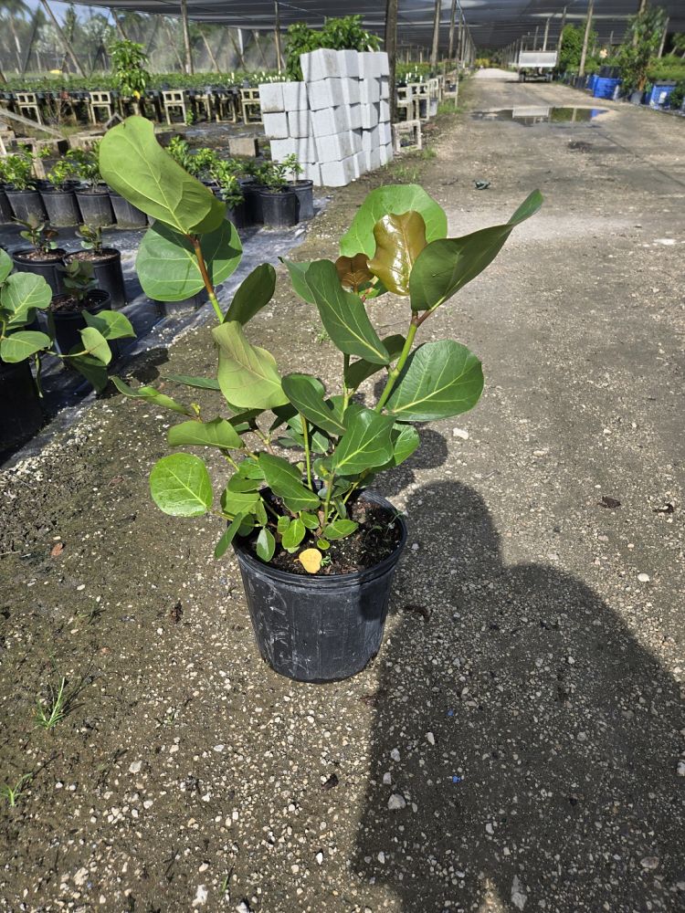 coccoloba-uvifera-sea-grape-seagrape
