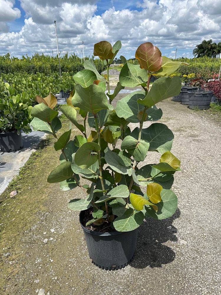 coccoloba-uvifera-sea-grape-seagrape