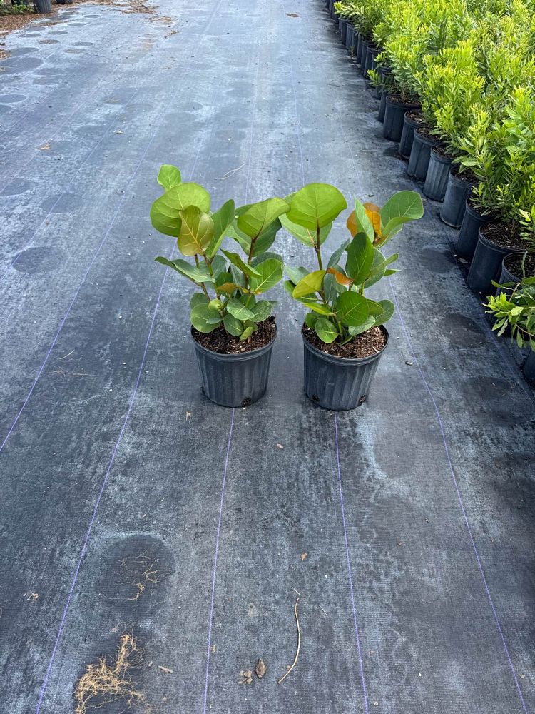 coccoloba-uvifera-sea-grape-seagrape