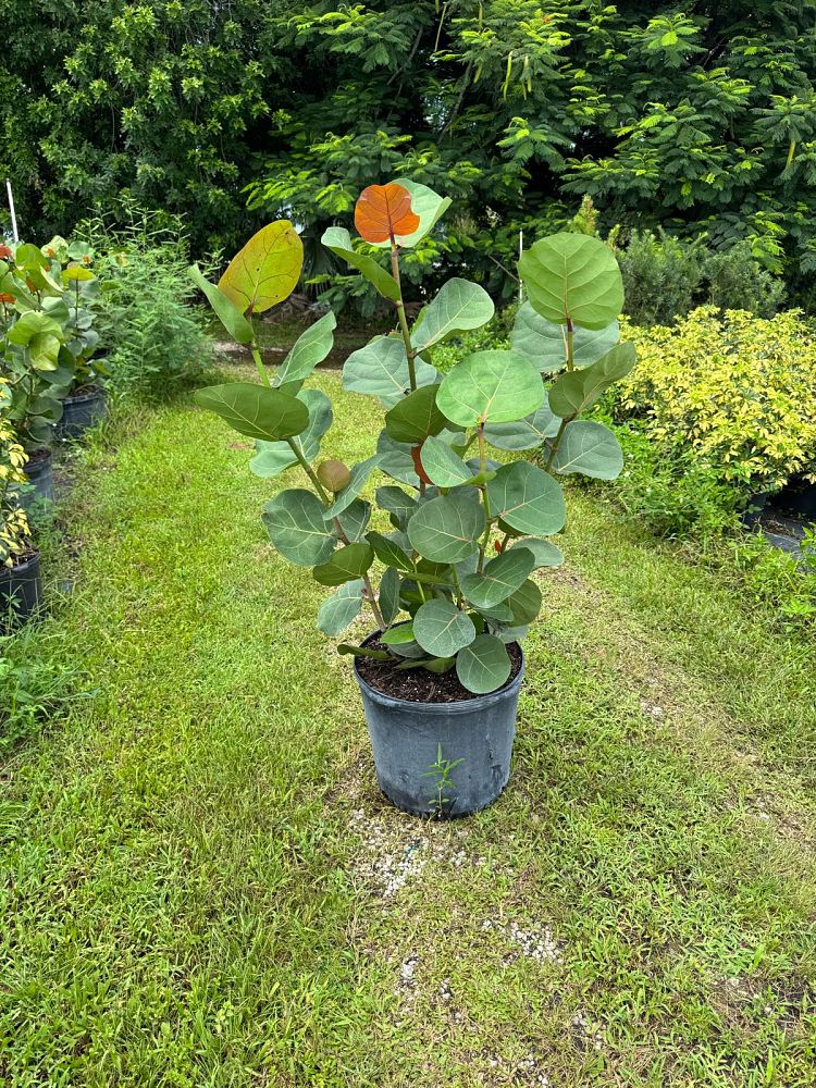 coccoloba-uvifera-sea-grape-seagrape