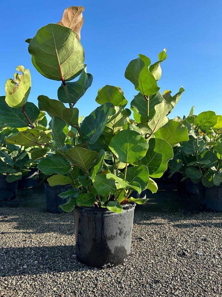 coccoloba-uvifera-sea-grape-seagrape