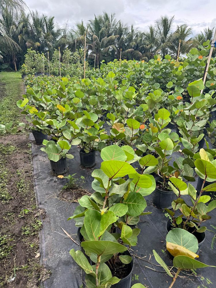 coccoloba-uvifera-sea-grape-seagrape