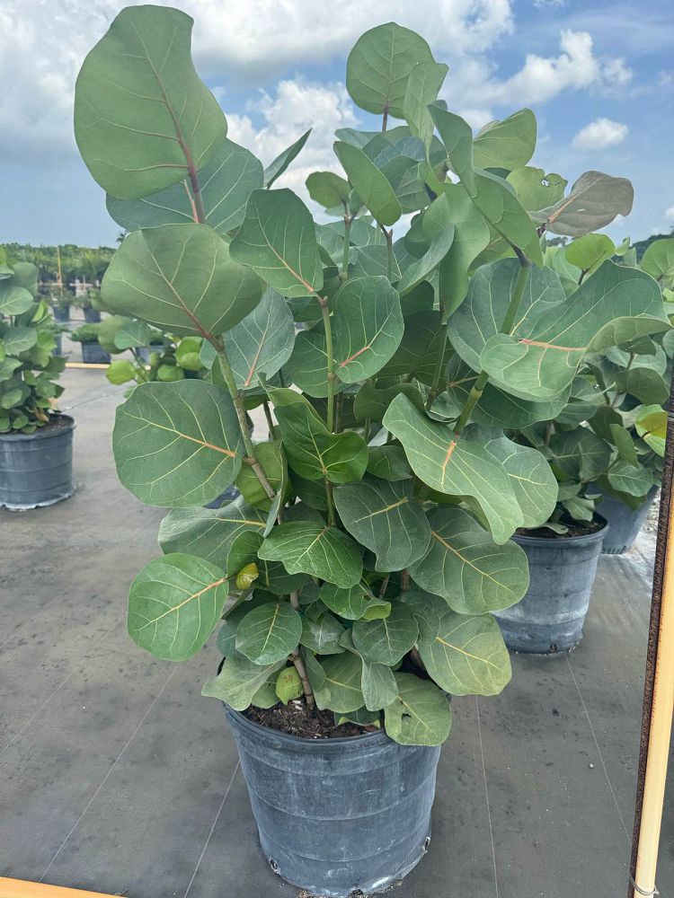 coccoloba-uvifera-sea-grape-seagrape