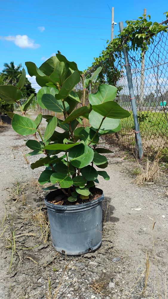 coccoloba-uvifera-sea-grape-seagrape