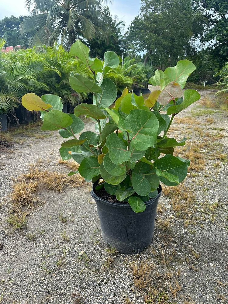 coccoloba-uvifera-sea-grape-seagrape