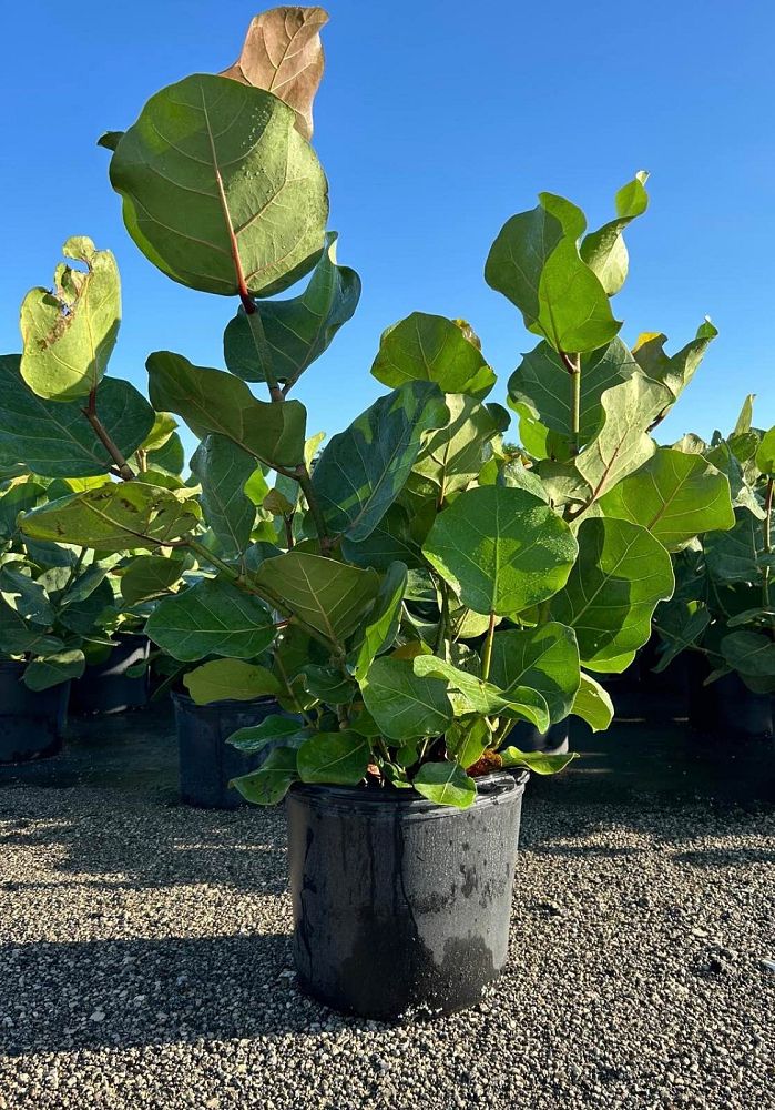 coccoloba-uvifera-sea-grape-seagrape