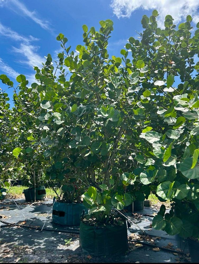 coccoloba-uvifera-sea-grape-seagrape