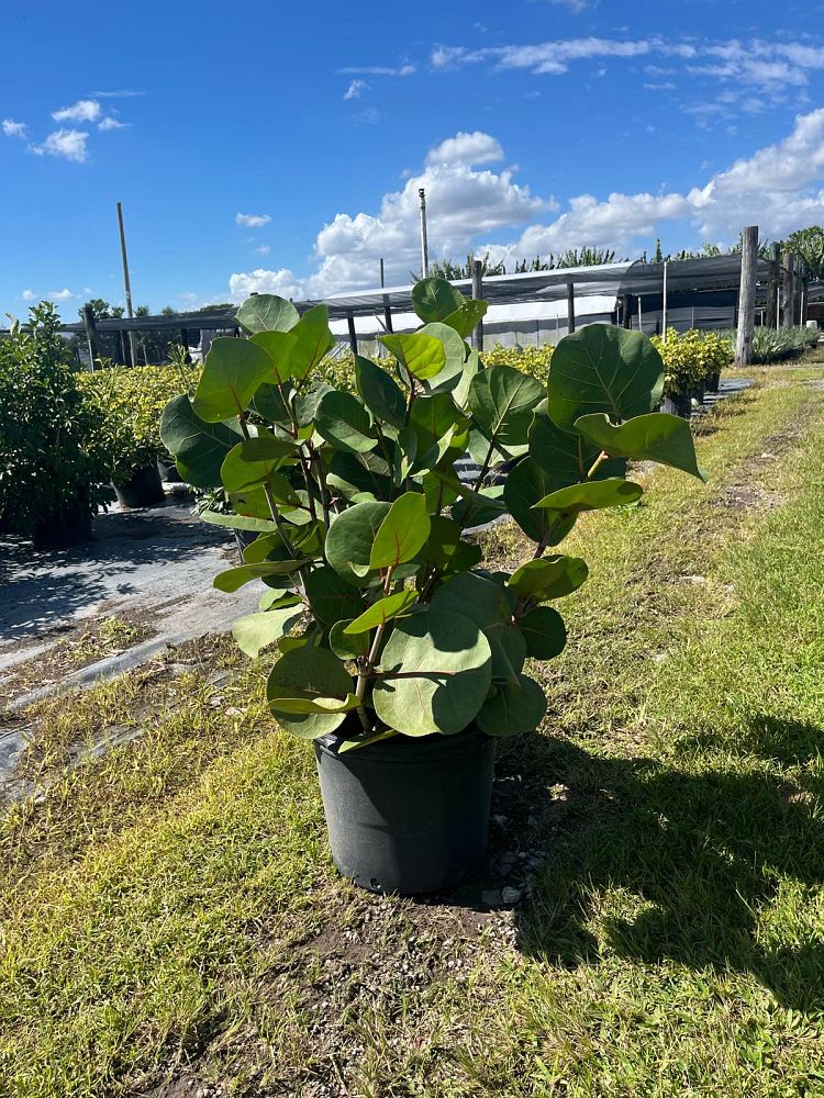 coccoloba-uvifera-sea-grape-seagrape