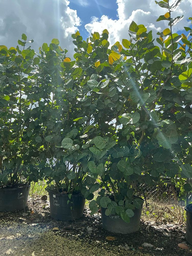 coccoloba-uvifera-sea-grape-seagrape