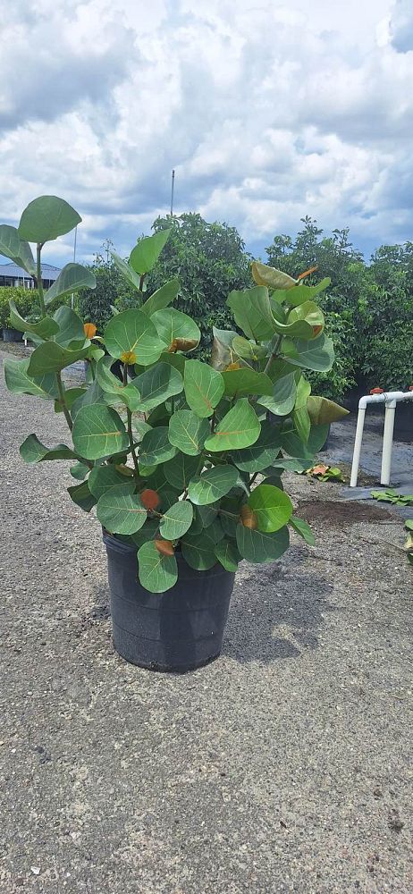 coccoloba-uvifera-sea-grape-seagrape