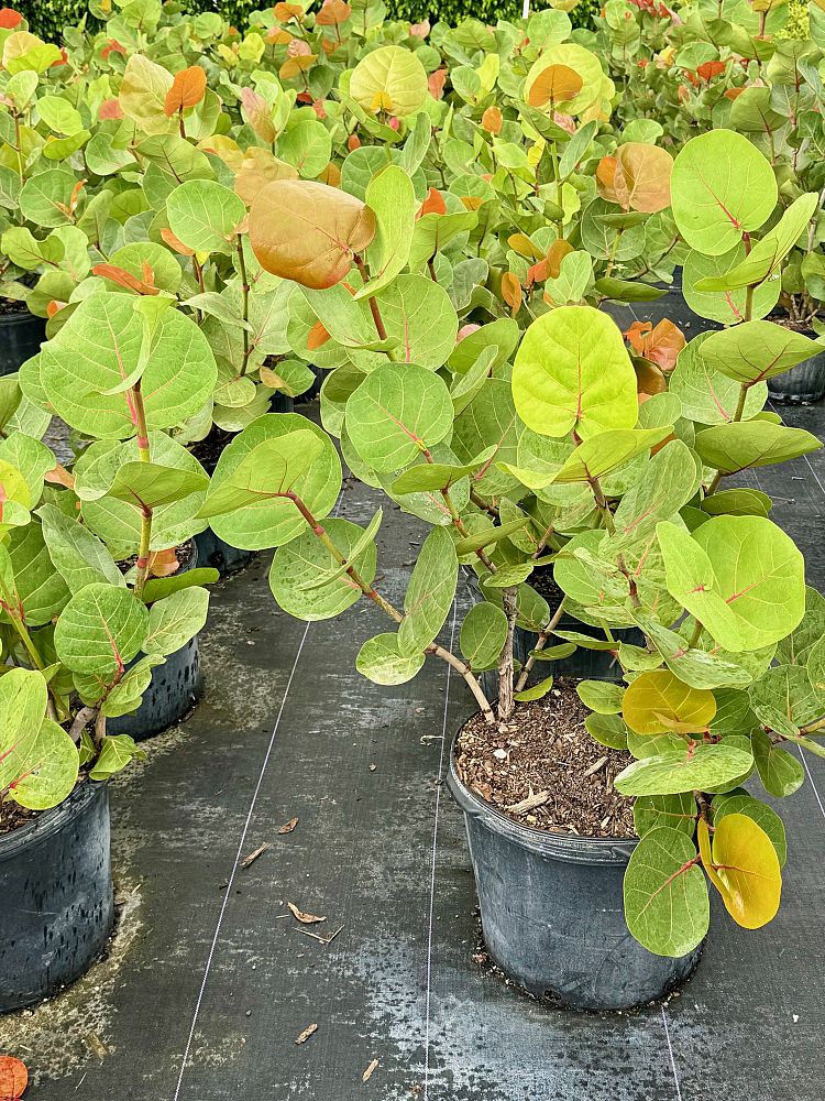 coccoloba-uvifera-sea-grape-seagrape