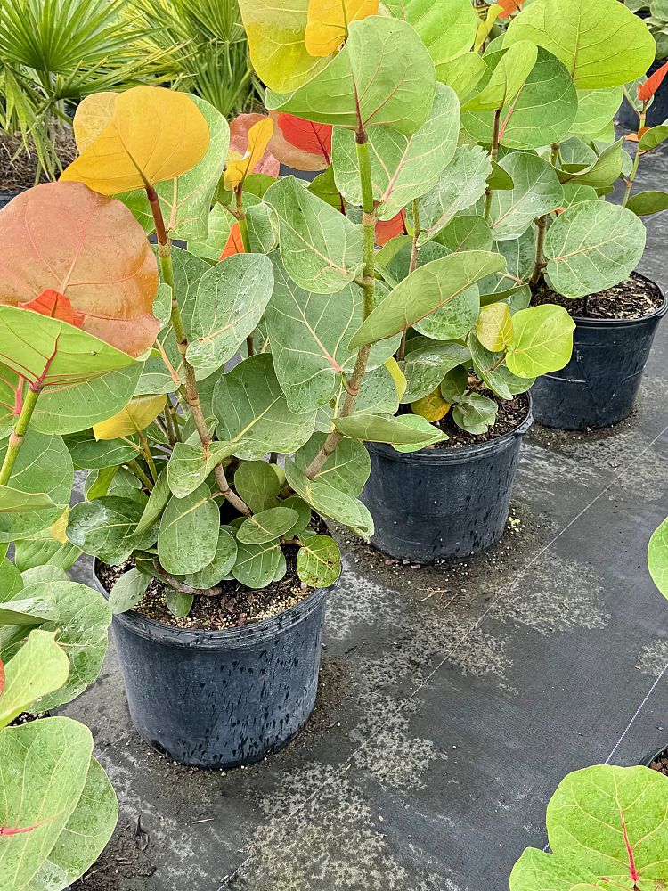 coccoloba-uvifera-sea-grape-seagrape