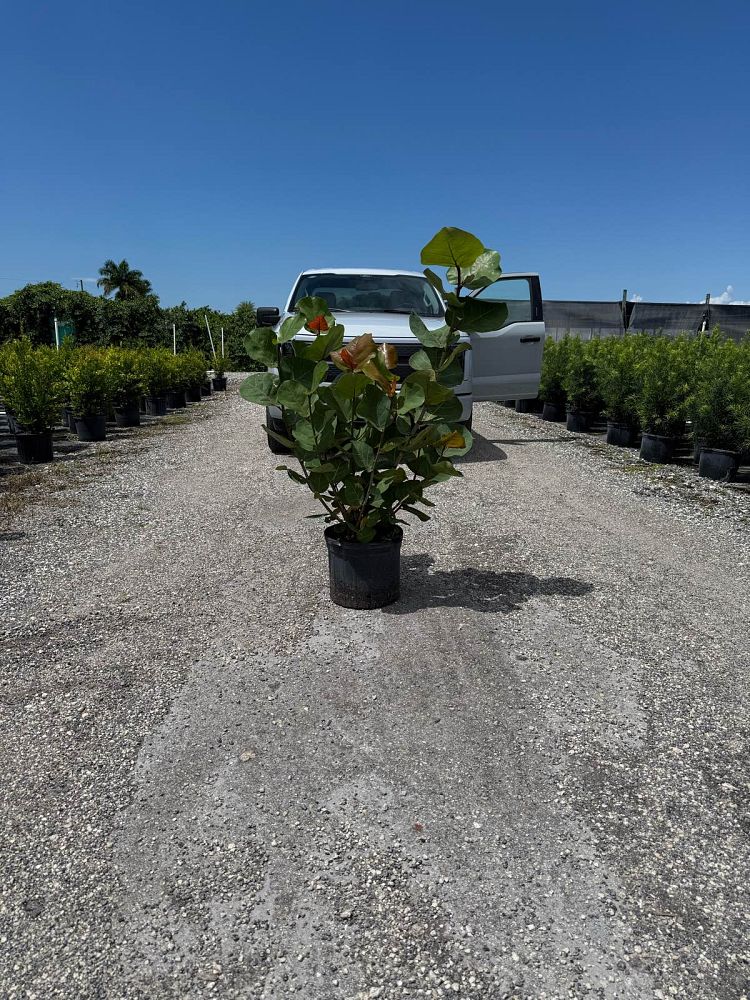 coccoloba-uvifera-sea-grape-seagrape
