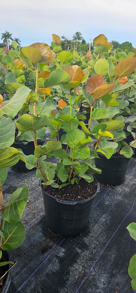 coccoloba-uvifera-sea-grape-seagrape
