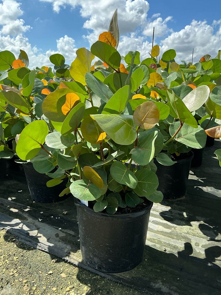 coccoloba-uvifera-sea-grape-seagrape