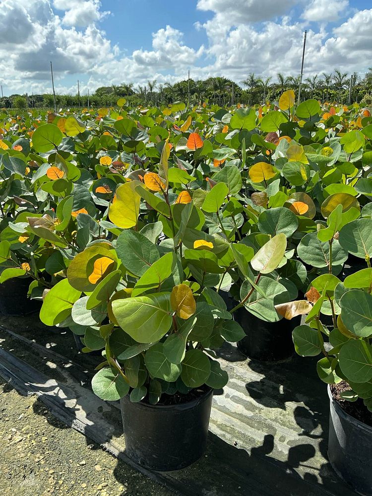 coccoloba-uvifera-sea-grape-seagrape