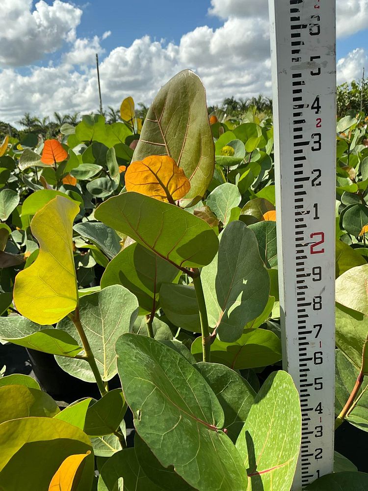 coccoloba-uvifera-sea-grape-seagrape