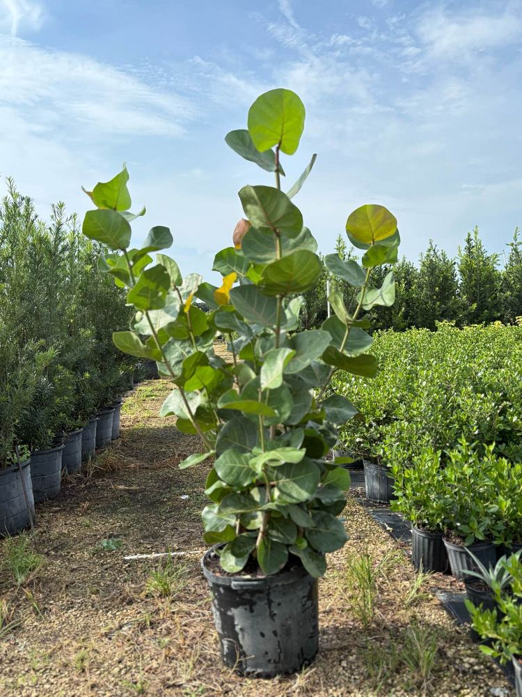 coccoloba-uvifera-sea-grape-seagrape
