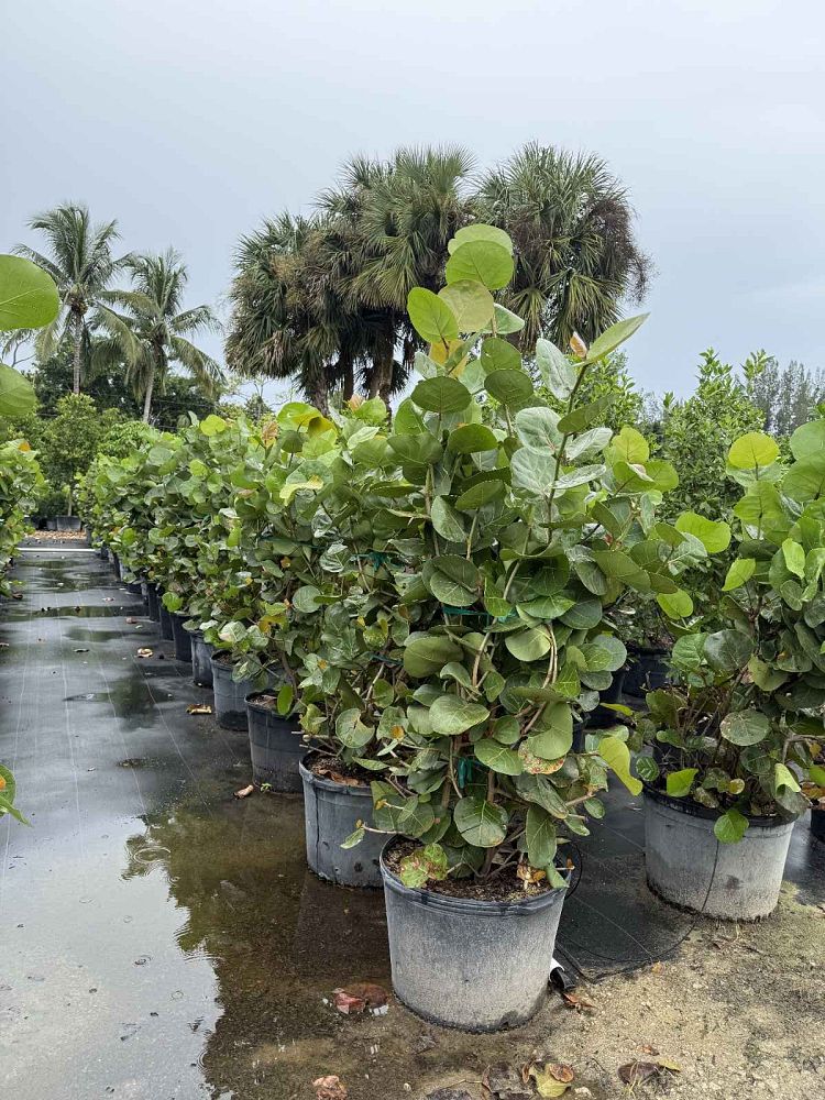 coccoloba-uvifera-sea-grape-seagrape