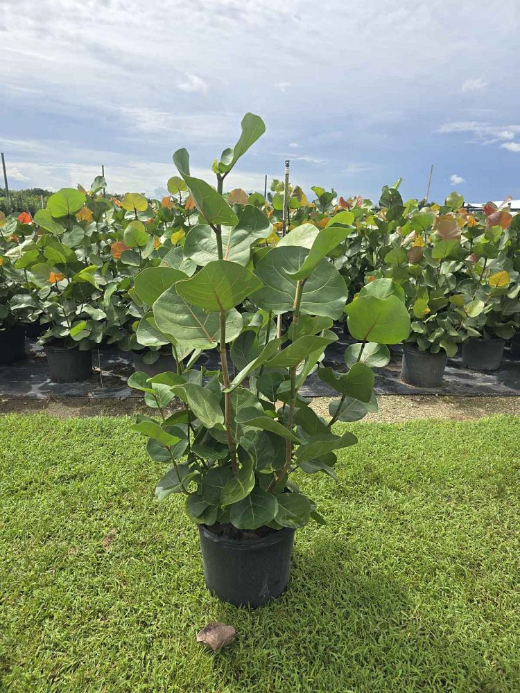 coccoloba-uvifera-sea-grape-seagrape
