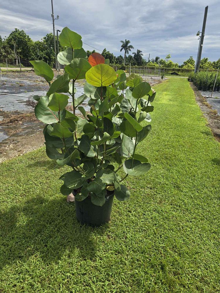 coccoloba-uvifera-sea-grape-seagrape