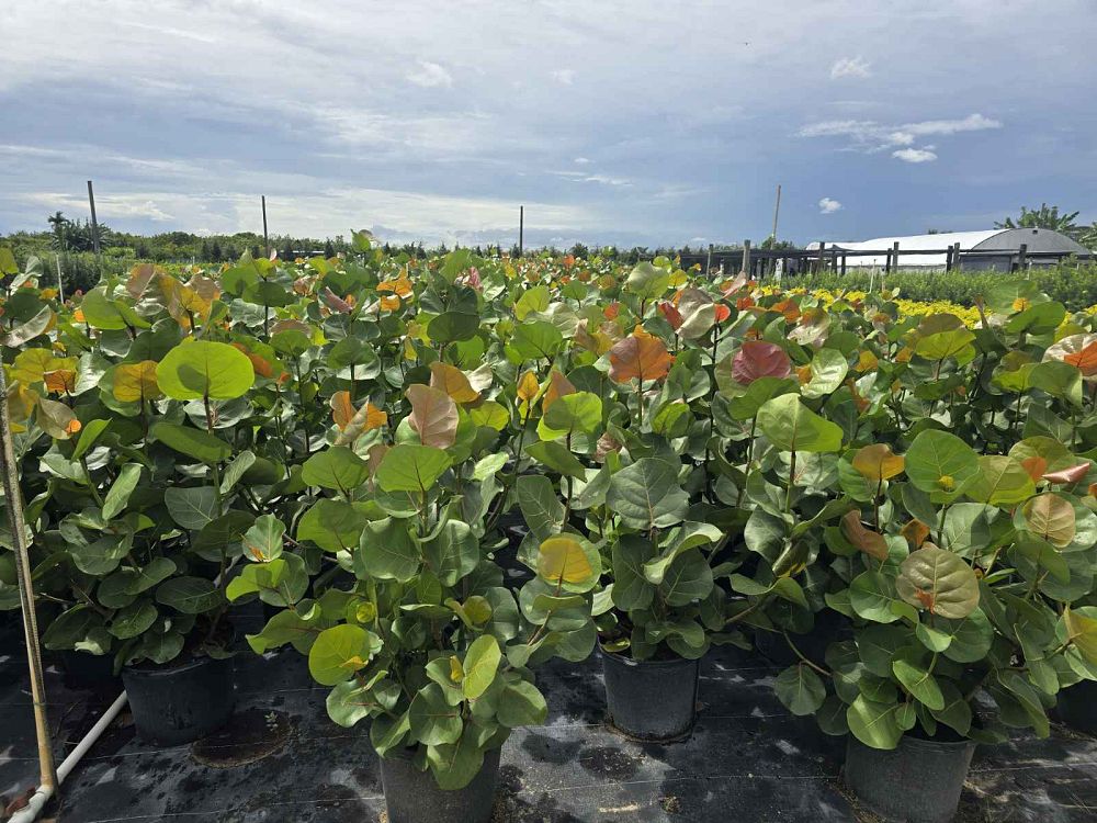 coccoloba-uvifera-sea-grape-seagrape