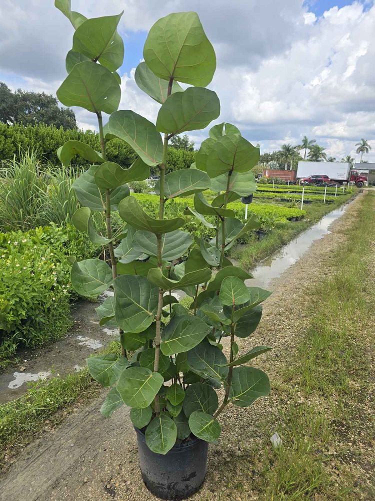 coccoloba-uvifera-sea-grape-seagrape