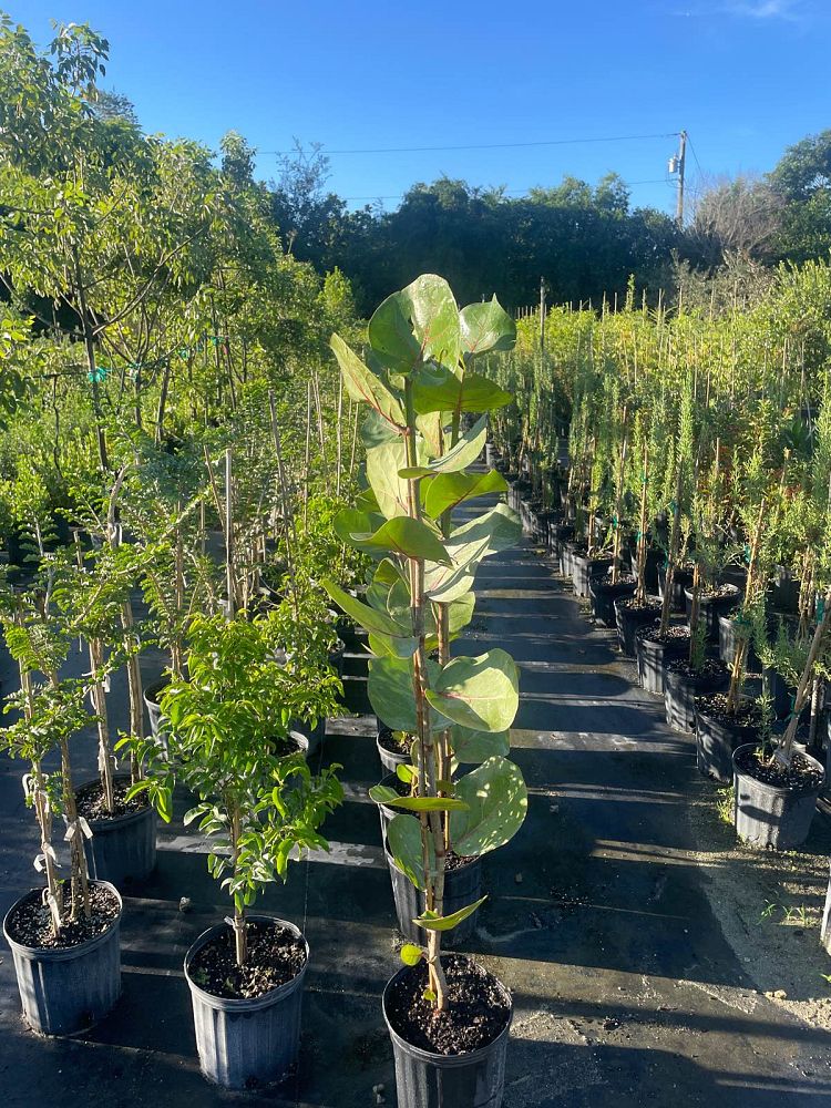 coccoloba-uvifera-sea-grape-seagrape