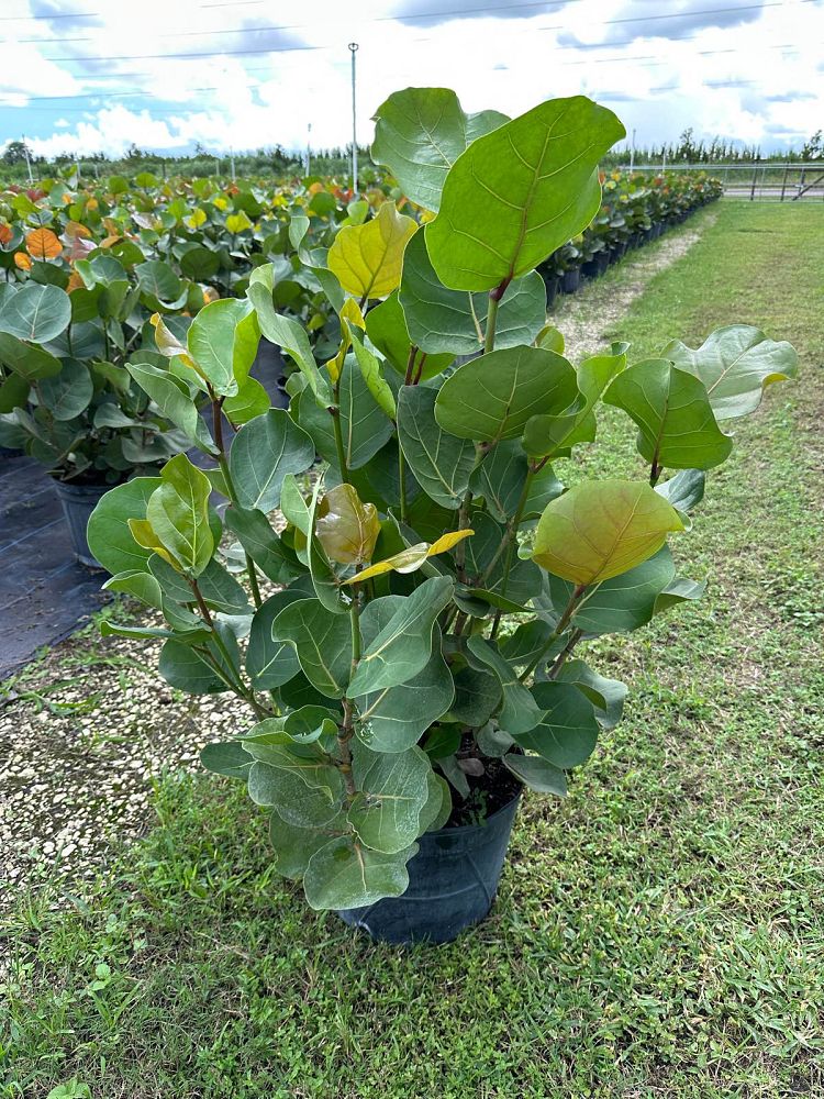 coccoloba-uvifera-sea-grape-seagrape