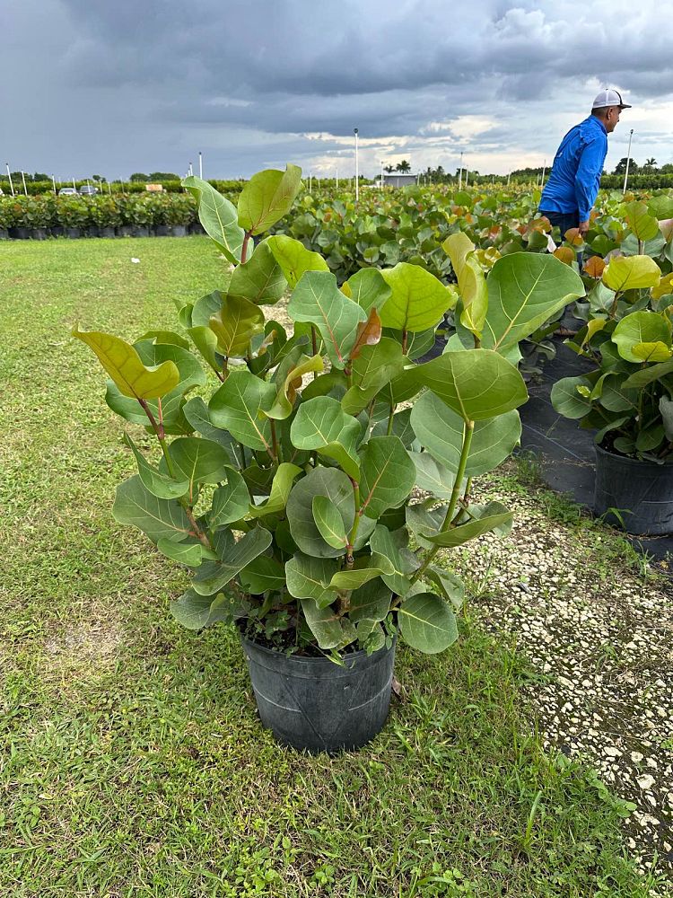 coccoloba-uvifera-sea-grape-seagrape