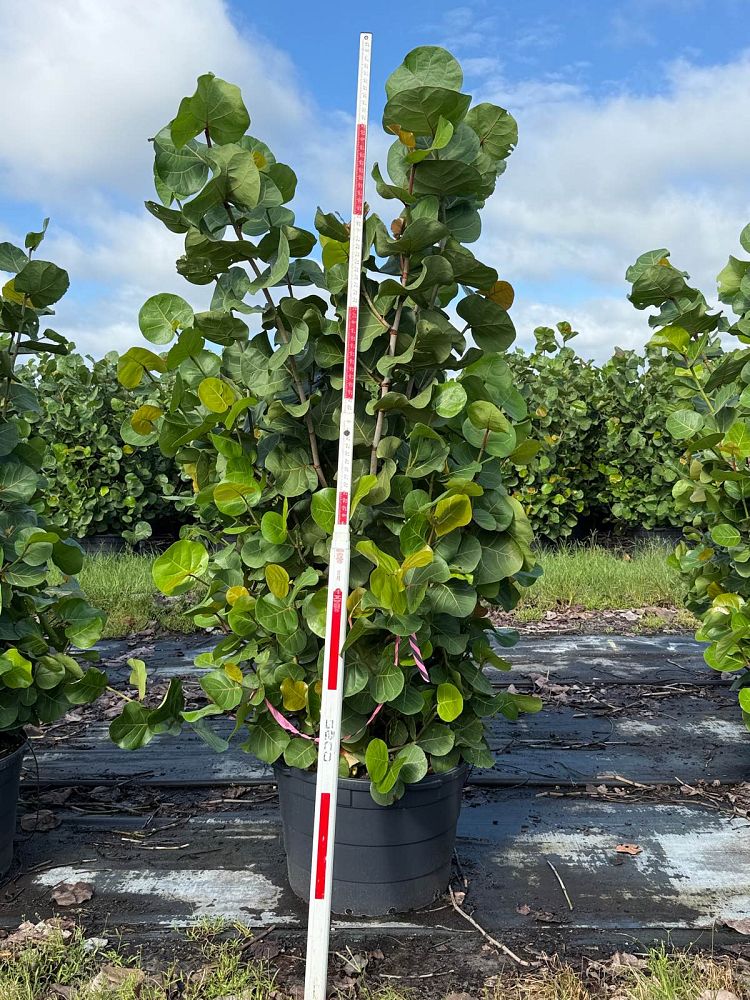 coccoloba-uvifera-sea-grape-seagrape